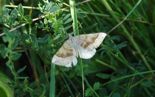 Réf. 213 184 : Scotopteryx chenopodiata